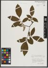 Foto von Salix appendiculata Vill.